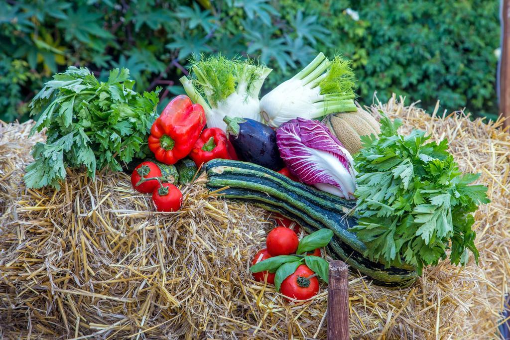 Agriturismo 4 Ricci Cerveteri Zewnętrze zdjęcie